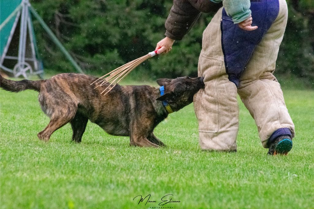 Taïga the reckless Des Griffes Du Lican